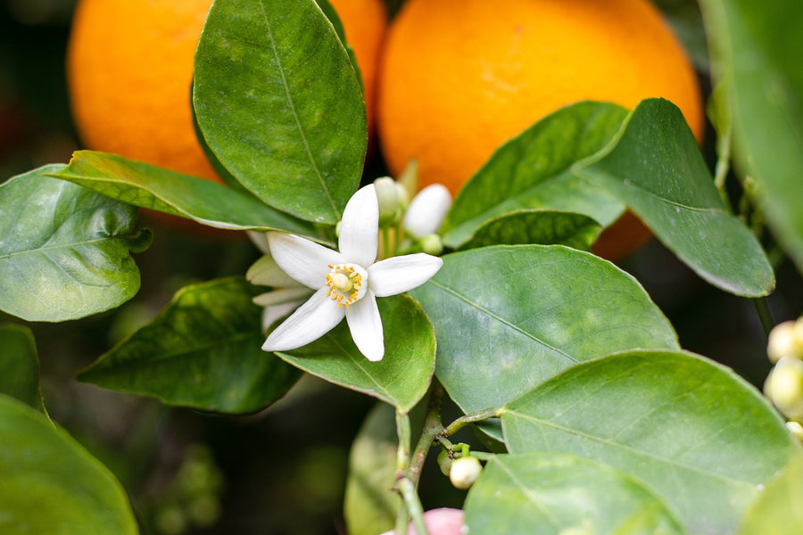 Neroli: What It Is, What It Smells Like, and What It Does in a Fragrance